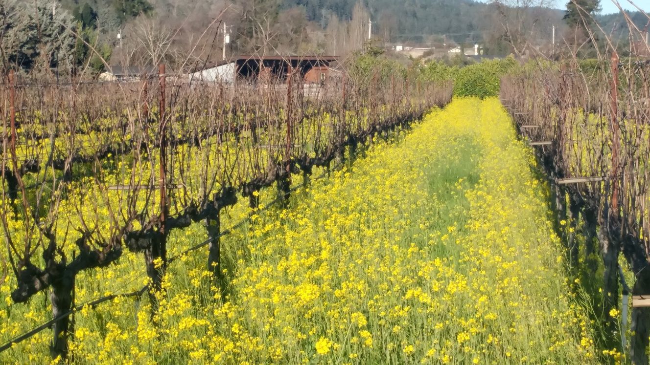 Lives of the Vines
